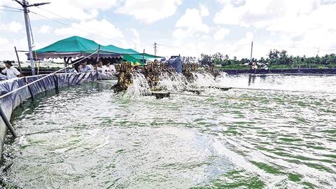 Hỗ trợ sản xuất, phát triển nông nghiệp chất lượng cao 