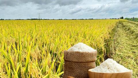 Giá lúa gạo hôm nay ngày 24/6: Biến động trái chiều