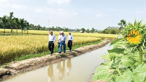 Cơm gạo thắt lại những mối dây