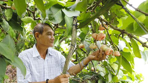 Thu nhập khá từ mô hình trồng mận hồng đào đá 