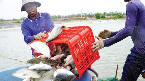 “Vua” cá chẽm miền Tây xuất khẩu nghìn tấn 