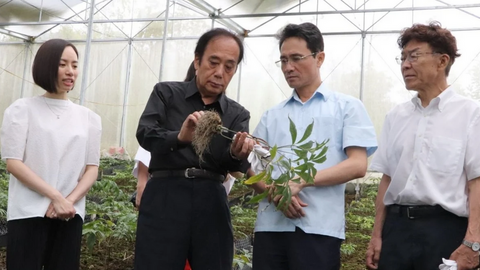 Sâm Lai Châu: Thương hiệu bị đe dọa bởi sâm giả 'đội lốt'