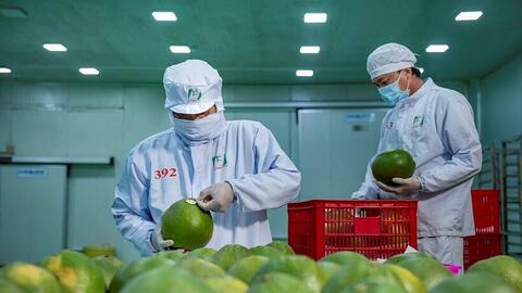 Chanh, bưởi, sầu riêng Việt tăng trưởng mạnh tại Canada nhờ CPTPP