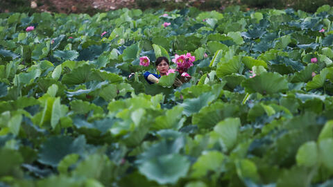 Mô hình trồng sen mang lại cuộc sống khấm khá cho người dân Hà Tĩnh