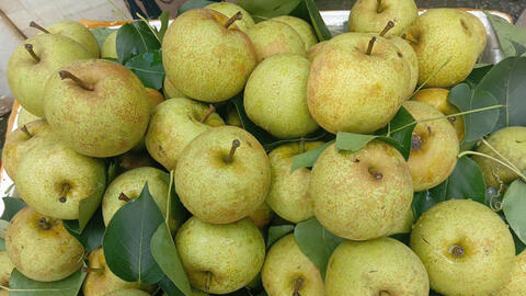 Lào Cai: Các xã khu vực Bắc Hà vào vụ thu hoạch lê VH6