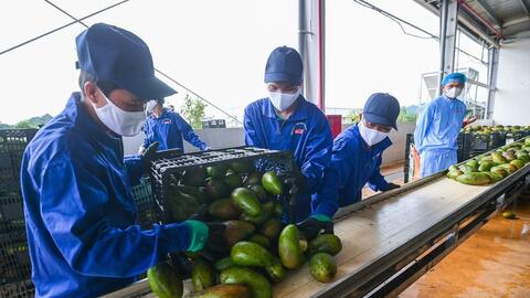 Khôi phục xuất khẩu rau, quả sang Trung Quốc: Đa dạng các giải pháp hỗ trợ