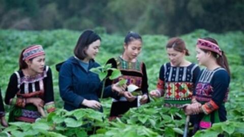 Lào Cai: Chủ tịch UBND tỉnh chỉ đạo ổn định hoạt động tín dụng chính sách