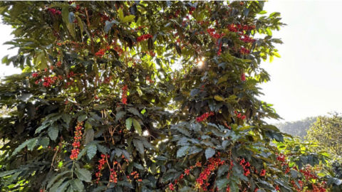 Giá cà phê hôm nay 11/7/2025: Thị trường trong nước tiếp đà giảm