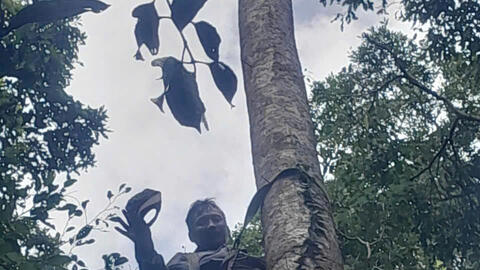 Đà Nẵng: Vượt hàng trăm km vào rừng để tìm ươi bay