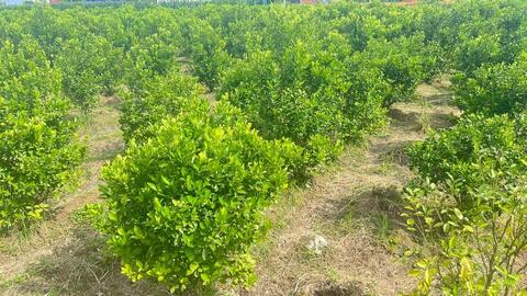 Phát triển sản phẩm từ quất: Hướng đi mới cho nông sản vùng cao