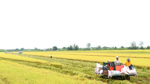 Đề án 1 triệu ha lúa chất lượng cao: Cơ hội tăng thu nhập cho nông dân miền Tây