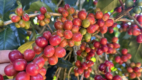 Giá cà phê hôm nay 15/7/2025: Thị trường thế giới bất ngờ tăng rất cao