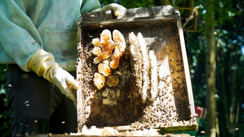 Nông dân miền núi Hà Tĩnh làm giàu từ loài ong bản địa