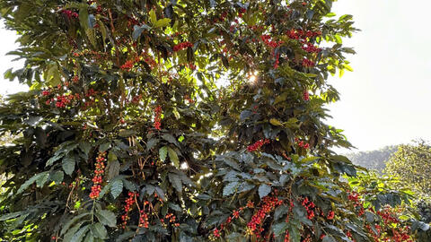 Giá cà phê hôm nay 16/7/2025: Thị trường trong nước trái chiều thế giới