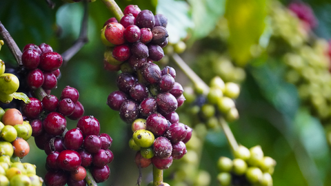 Giá cà phê hôm nay 18/7/2025: Thế giới lại quay đầu giảm mạnh