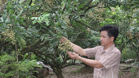 Xây thương hiệu nhãn Hưng Yên: Đưa ‘vương giả chi quả’ ra thế giới