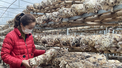 Khuyến công Cao Bằng: Hiệu quả lớn bắt đầu từ những đề án nhỏ