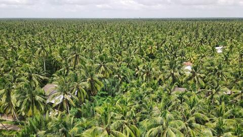 Tin Công Thương 25/7: Ngành dừa nâng tầm xuất khẩu tỷ đô