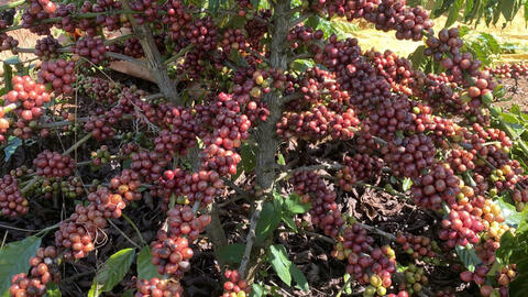 Giá cà phê hôm nay 26/7/2025: Trong nước ngược chiều thế giới