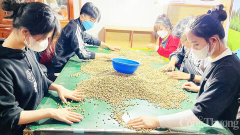 Giá cà phê hôm nay 27/7/2025:  Trong nước cao nhất 95.500 đồng/kg