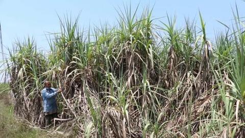 Giá mía bấp bênh, nông dân trồng mía miền Tây dần rời ruộng
