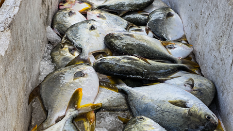 Chùm ảnh: Ngư dân bội thu sau biển động