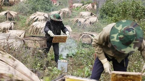 Mật ong bạc hà: “Giọt vàng” tạo sinh kế bền vững cho đồng bào dân tộc Tuyên Quang