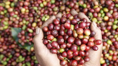 Xuất khẩu nông sản bứt phá: Cà phê vượt cả năm 2024, cao su tăng giá kỷ lục