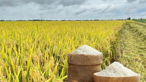 Giá lúa gạo hôm nay ngày 5/8: Gạo bình ổn, lúa tươi vững giá