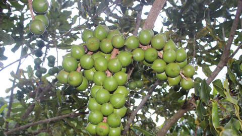 Dứa, mắc ca Sơn La: Nhãn hiệu chứng nhận giúp khẳng định thương hiệu sản phẩm