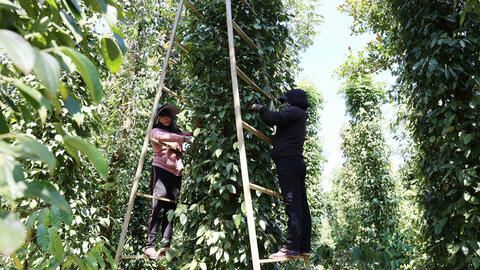 Giá tiêu hôm nay 8/8/2025: Thị trường nội địa duy trì đà tăng