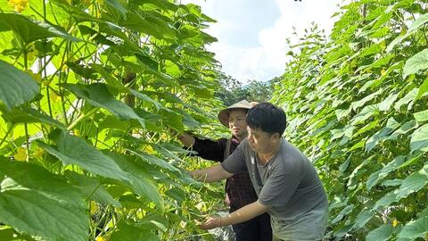 Liên kết sản xuất, tiêu thụ: Mở lối cho nông sản vùng dân tộc thiểu số