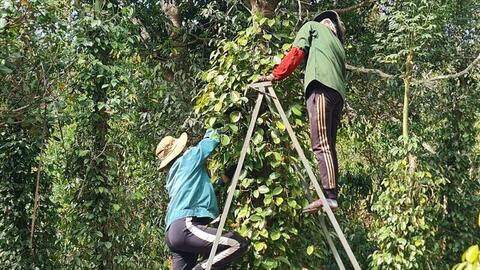 Giá tiêu hôm nay 16/8/2025: Trong nước tăng trở lại