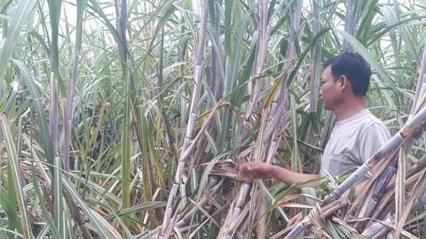 Liên kết trồng mía, đồng bào dân tộc thiểu số đón vụ mùa hy vọng