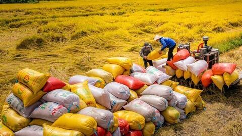 Duy trì đà xuất khẩu, gạo Việt khẳng định lợi thế nhờ chất lượng