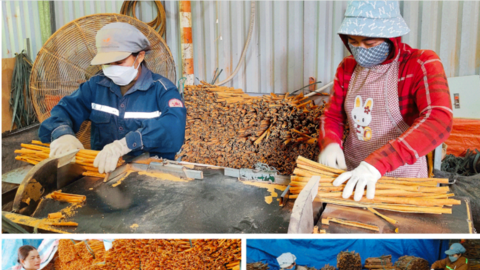 Quế hữu cơ: Hướng thoát nghèo bền vững cho bà con dân tộc thiểu số