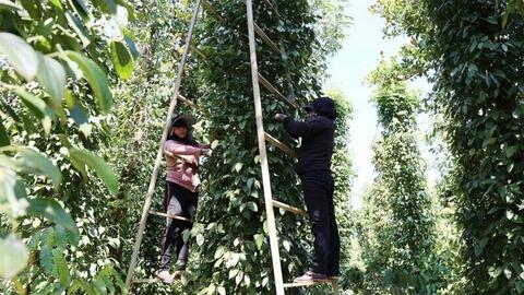 Giá tiêu hôm nay 23/8/2025: Lâm Đồng duy trì mức cao nhất cả nước