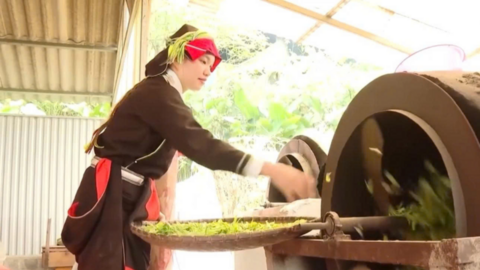 Người Dao Cao Bồ đổi đời từ hương trà Shan tuyết trăm tuổi