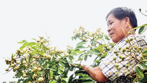 Nhãn Thanh Sơn - giống lạ, trái ngon 