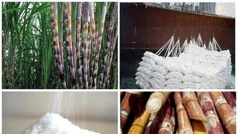 Nghiên cứu hỗ trợ doanh nghiệp mía đường duy trì sản xuất bền vững