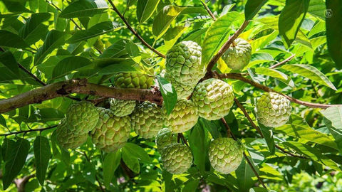 Na Cai Kinh giúp bà con vùng cao vươn lên thoát nghèo