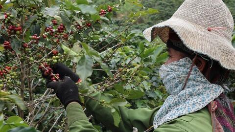 Phát triển sản xuất với du lịch nông nghiệp: Sinh kế mới trên đất dốc