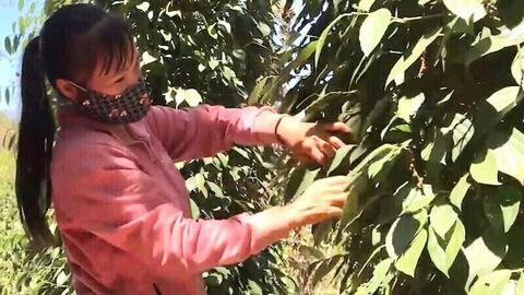 Giá tiêu hôm nay 6/9/2025: Giá ổn định, chưa xuất hiện sóng tăng mới