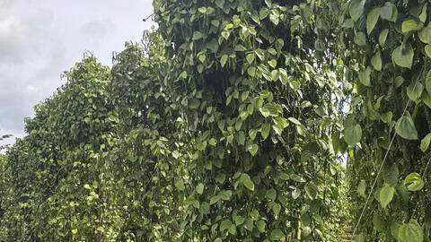 Giá tiêu hôm nay 7/9/2025: Trong nước giảm thêm 1.000 đồng/kg