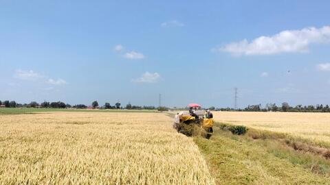 Thủ tướng chỉ đạo hỗ trợ nông dân khi giá lúa giảm