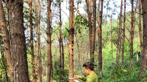Lạng Sơn phát triển sinh kế vùng cao từ nông lâm nghiệp bền vững