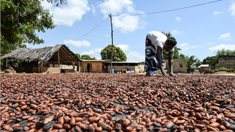 Giá ca cao tăng hơn 2,2%, đạt mức 7.395 USD/tấn