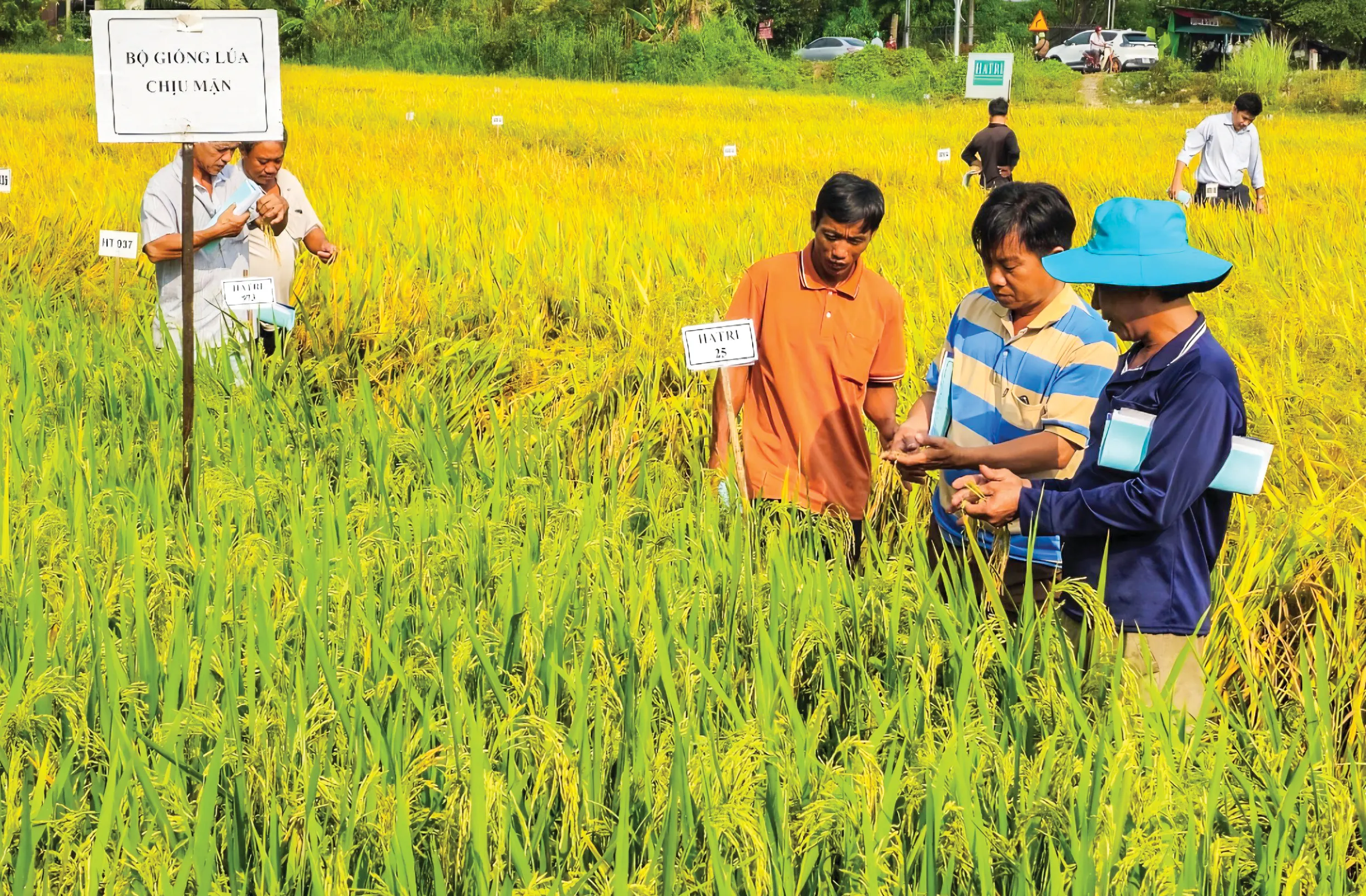 Ứng dụng công nghệ nâng cao chất lượng lúa giống 