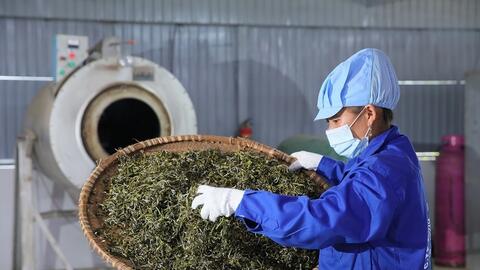 Chè Shan tuyết: ‘Cây giảm nghèo’ của đồng bào dân tộc ở Đồng Phúc