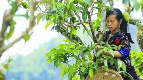 Điện Biên: Nâng tầm thương hiệu cà phê Mường Ảng, chè Shan Tủa Chùa